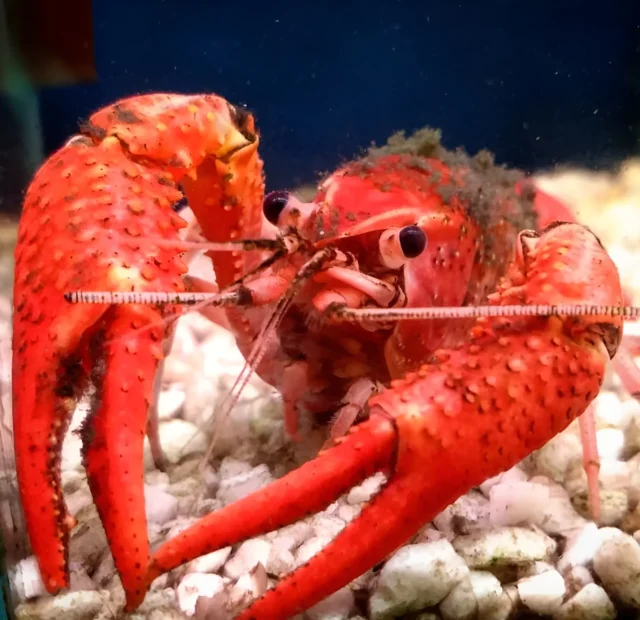 Orange crayfish at Oceanography Center “Open Ocean” in Minsk
