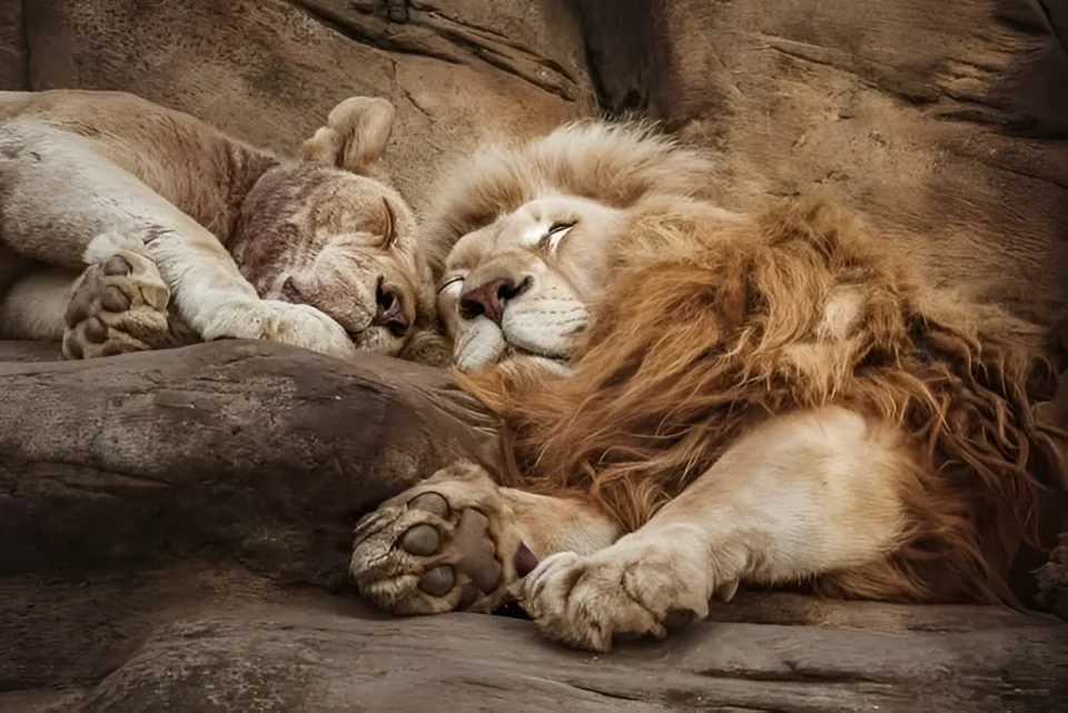 Lions at Minsk Zoo